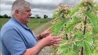 Why You Should NEVER Cut Nettles in Your Farm [upl. by Enairda517]