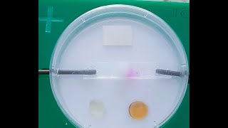 The Microelectrolysis of Sodium Chloride solution [upl. by Etnom]