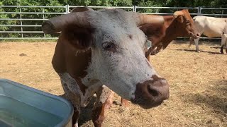 Big Bend Rodeo is back in the Quincy neighborhood this weekend [upl. by Shreeves54]