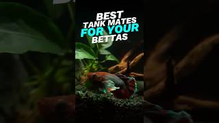 Best tank mates for your betta🐬 bettafish bettathailand ytshorts pettalks [upl. by Annwahs]