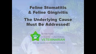 Feline Stomatitis amp Gingivitis The Underlying Cause Must Be Addressed [upl. by Loux462]