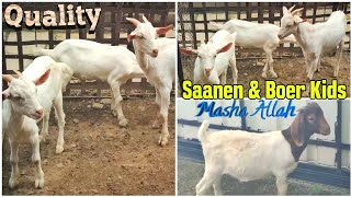 Saanen Goat Kids Trio amp Boer Kid Available In Chiplun [upl. by Nivlam]