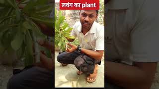 lavang ka plant kaisa hota hai  What is the clove tree like tree [upl. by Kurr]