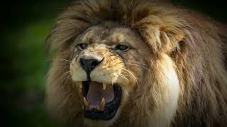 Barbary Lion The Lost Kings of North Africa  Africa’s Largest Predator [upl. by Ecinna35]