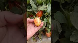 severo daño por virosis del bronceado en planta de tomate plantas tomate [upl. by Viola35]