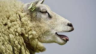 Sheep Bleet  Copyright Free Sound Effect [upl. by Fachini]