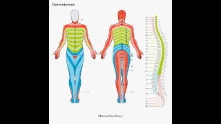 Dermatome Mapping [upl. by Oiramel338]