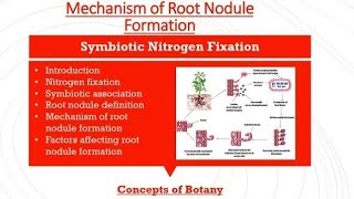 Root Nodule Formation Symbiotic Nitrogen Fixation Rhizobium Hindi Urdu Concepts of Botany [upl. by Akinej]