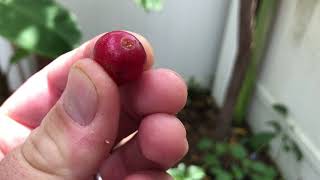 Plant Profile Jamaican CherryStrawberry Tree Muntingia Calabria [upl. by Yessej]