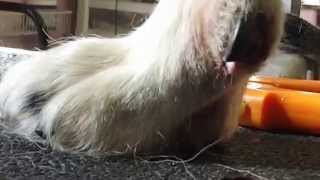 DSCF9392 Clipping ingrown dewclaws on a border collie [upl. by Dessma213]