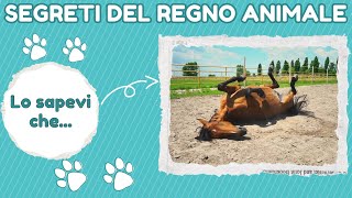 quotSegreti del Regno AnimaleScoperte Sorprendenti che Ti Lasciano a Bocca Aperta” [upl. by Dorlisa]