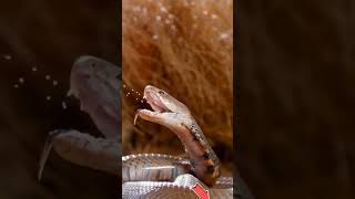 Poisonous Vs Venomous Snakes 🐍 factstelugu ytshorts [upl. by Rotsen945]