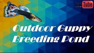 HOW TO  Breed  Guppy Fish  At Home [upl. by Allsun]