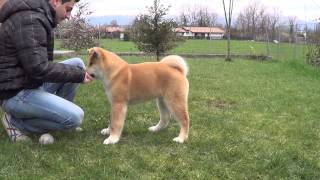 basic training akita puppy addestramento base cucciolo akita [upl. by Naellij]