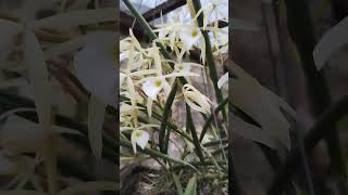 Brassavola Perrini orquideascollection orchid viralvideo flores coleção [upl. by Nonnahsed]