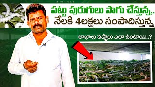 Sericulture Cultivation Telugu పట్టు పురుగుల పెంపకంSilkworm Farming trending agriculture [upl. by Hanonew402]