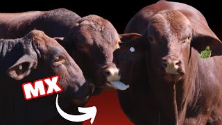 Santa Gertrudis Cattle in México [upl. by Battiste720]