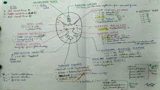 Skull Foramen 1 Chart  TCML and ENMEDER [upl. by Rycca]