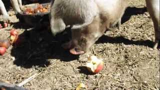 Gloucestershire Old Spot Pigs Enjoying Apples [upl. by Miguelita]