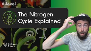 The Nitrogen Cycle Explained  A Level Biology Revision  AQA [upl. by Dorn]