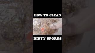 shorts How to Clean Dirty Spore Syringes  Mushroom Cultivation [upl. by Cartie]