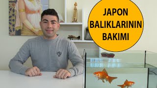 Japon Balıklarının Bakımı [upl. by Ahsenrat207]