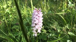 Dactylorhiza fuchsii  July 2nd 2015 [upl. by Ybeloc935]