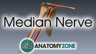 Median Nerve  3D Anatomy Tutorial [upl. by Strickman]