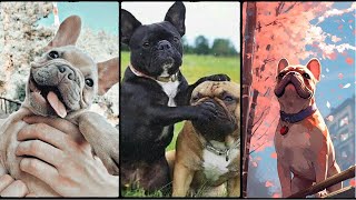 Most Popular Dog In The US  French Bulldog 101 Everything You Need to Know History and origin PampC [upl. by Nlycaj]