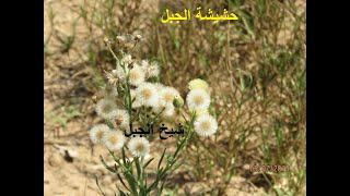 حشيشة الجبل  عشبة تساوي وزنها ذهب  conyza حلقة 375 [upl. by Eisned]