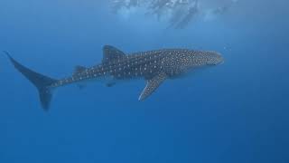 300924  Whale Shark Snorkelling Dives at Arches amp Dhigurah Beyru  South Ari Atoll  Maldives [upl. by Gawlas432]