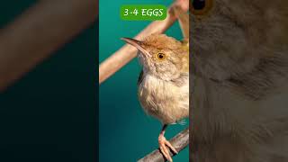 How Tailor Bird Build House facts trending shorts tailorbird tailor house [upl. by Ulberto]