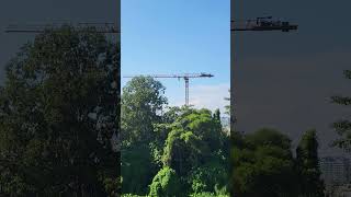 A crane spotted which I think of construction workers who work very hard for survival as team work [upl. by Salas]