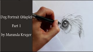 Drawing Timelapse  Dog Portrait of Maple Part 1 [upl. by Trotta]