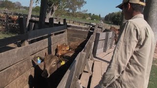 Recomendaciones del INTA para prevenir el carbunclo en animales rumiantes [upl. by Cardinal]