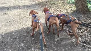 Vizsla Canicross Training Vienna [upl. by Kopp]