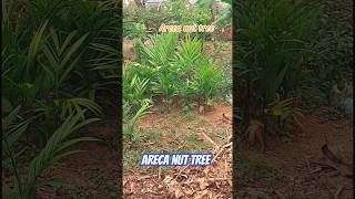 Areca nut treeshorts [upl. by Teuton]