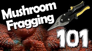 Mushroom Fragging 101 [upl. by Annert193]