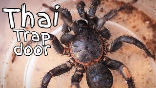 Liphistius Thailand Armored Trapdoor Spiders Unboxing Video [upl. by Sixla]