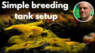 How I Setup My Cherry Shrimp Breeding Tanks  EASY BREEDING SET UP FOR NEOCARIDINA SHRIMP [upl. by Kaazi]