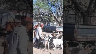 Su Vida Es El Campo Y Sus Chivas mexico goat lifestyle viralshort ytshorts youtubeshorts [upl. by Budge]