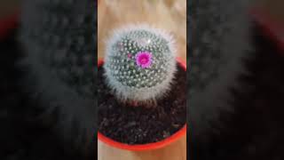 Mammillaria Hahniana  Old Lady Cactus Blooms 🌺 plants kaktüs cactus shorts outdoorplants [upl. by Ahtikal]