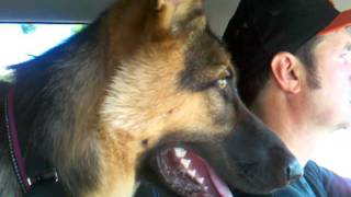 German Shepherd 8 Month Old Puppy Excited for Park [upl. by Hilaria]