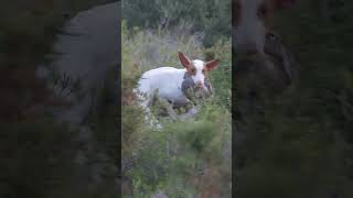 La Pasión de Josep y sus Podencos Ibicencos Cazando Emoción y Desafíos en CazaVisión 🐕🌄📺🦌 [upl. by Iniffit]