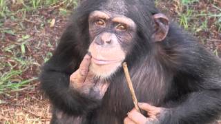 Laboratory Chimpanzee Released to Sanctuary [upl. by Atilegna]