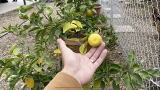 Cold Hardy Citrus Harvest  Sudachi and Yuzu [upl. by Justinian]