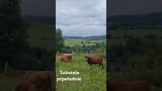 Sobotnie popołudnie highlandcattle cattlekrowiadolina nature nature [upl. by Goto]