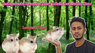 Roborovski Dwarf Hamster Available Now  Lowest Price Roborovski Dwarf Hamster  My Hobby BD [upl. by Zink]