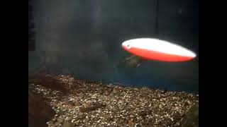 Tinbergens Experiment Three Spined Stickleback YouTube [upl. by Ona]