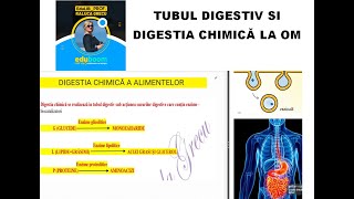 DIGESTIA LA ANIMALE  BACALAUREAT BIOLOGIE VEGETALĂ ŞI ANIMALĂ [upl. by Lean]